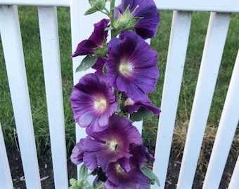 8+  HOLLYHOCK PURPLE HALO Special Bred / Rabbit & Deer Resistant Perennial Flower Seeds