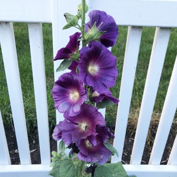 8+  HOLLYHOCK PURPLE HALO Special Bred / Rabbit & Deer Resistant Perennial Flower Seeds