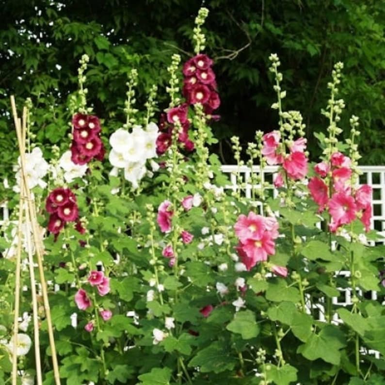 50 HOLLYHOCK INDIAN SPRING, Alcea Rosea / True Heirloom / Perennial Deer Resistant Flower Seeds image 3