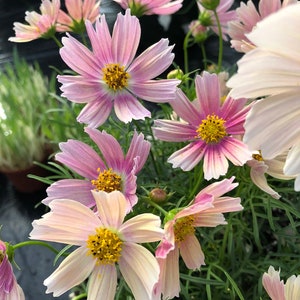 Plus de 40 limonade cosmos à l'abricot toutes zones / longue floraison / graines de fleurs annuelles rapides image 3