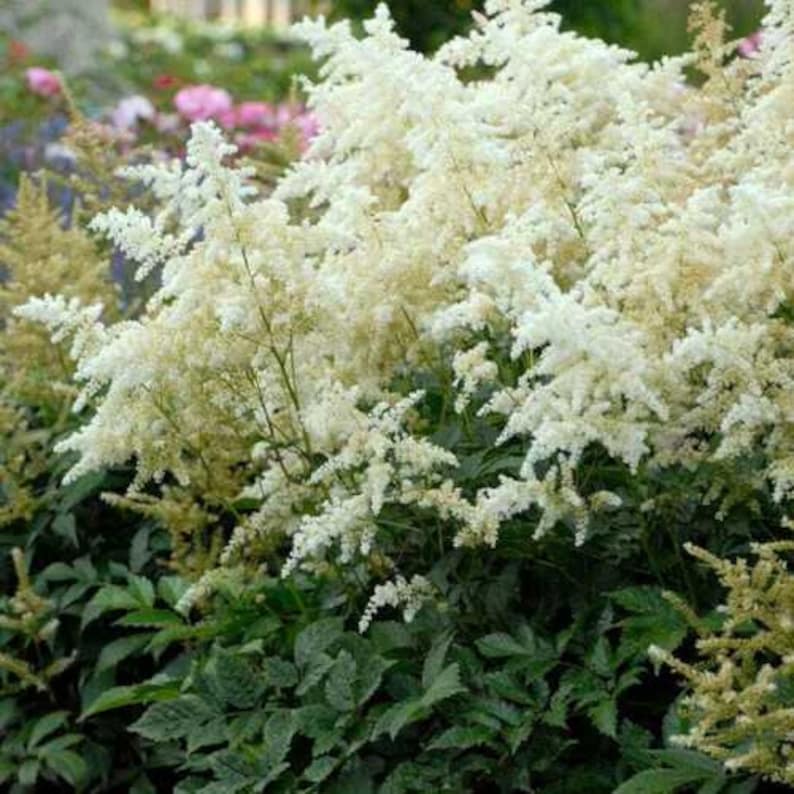 Plus de 60 ASTILBE blanc nuage / vivace, rustique amateur d'ombre, graines de fleurs PRIMED image 2