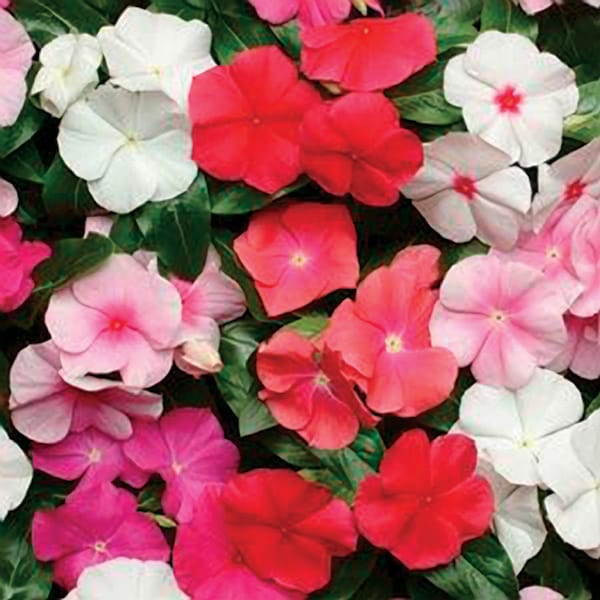 40+  VINCA PACIFICA Hybrid Mix / Heat Drought Resistant ANNUAL Flower Seeds