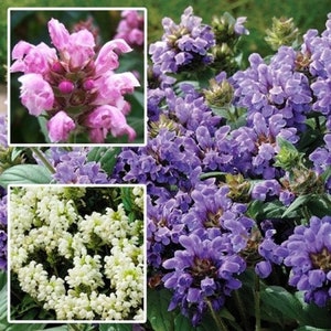 60 GROUND COVER PRUNELLA Grandiflora Pagoda Perennial Shade Blooming Flower Seeds image 2