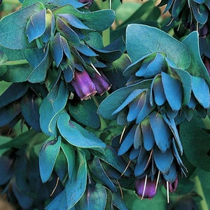 40 + CERINTHE MAJOR, HONEYWORT, Kiwi Blue, Pride of Gibraltar  Deer Resistant  Perennial Flower Seeds