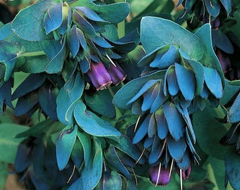 20 + CERINTHE MAJOR, HONEYWORT, Kiwi Blue, Pride of Gibraltar  Deer Resistant  Perennial Flower Seeds