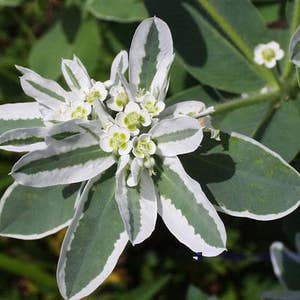 60 SNOW on the MOUNTAIN, Euphorbia Marginata Deer & Rabbit Resistant Annual Flower Seeds image 5