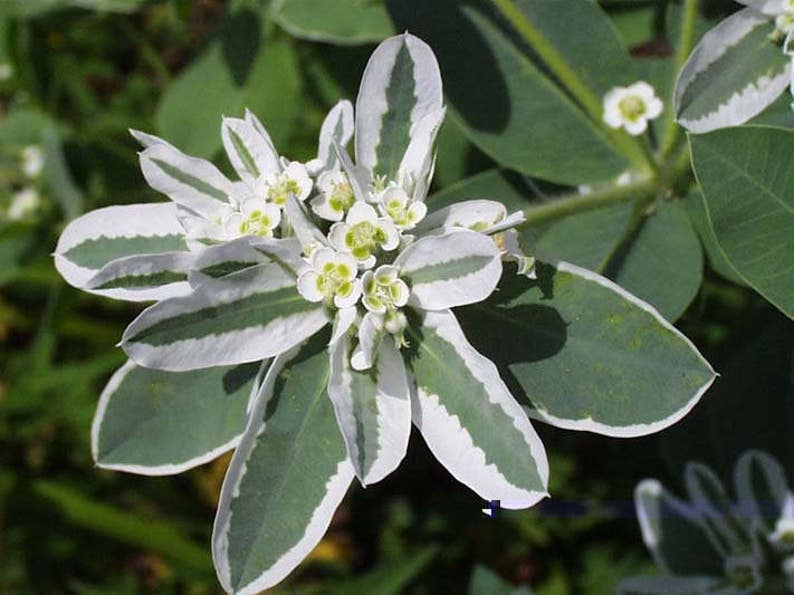 60 SNOW on the MOUNTAIN, Euphorbia Marginata Deer & Rabbit Resistant Annual Flower Seeds image 5