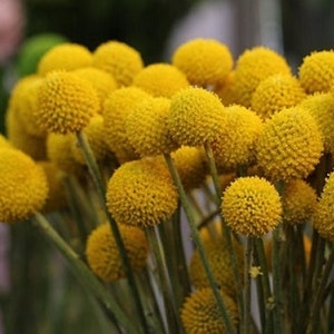 20+   BILLY Buttons Balla COATED Craspedia Globosa, Golden Drumstick Flower Seeds