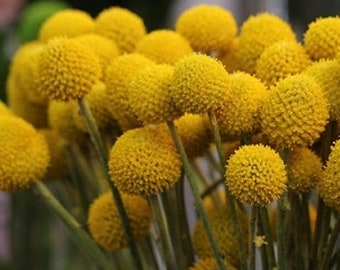 20+   BILLY Buttons Balla COATED Craspedia Globosa, Golden Drumstick Flower Seeds