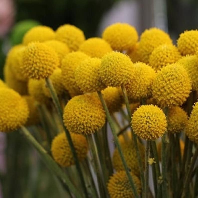 20 BILLY BUTTONS BALLS Craspedia Globosa Golden Etsy