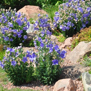 120 BALLOON PLATYCODON Mariesii Violet Blue, Perennial, Deer Resistant, Perennial Flower Seeds image 5