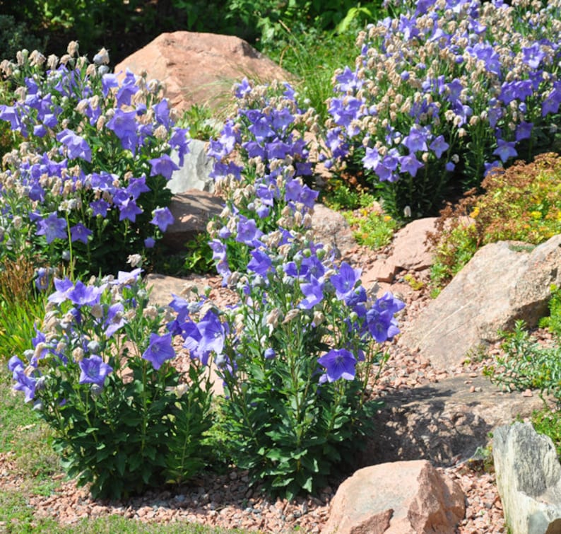 120 BALLOON PLATYCODON Mariesii Violet Blue, Perennial, Deer Resistant, Perennial Flower Seeds image 5