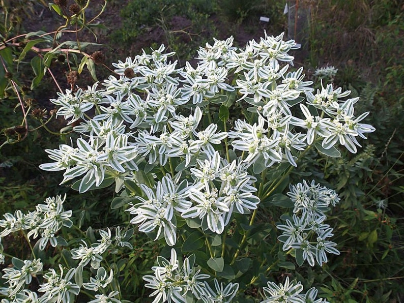 60 SNOW on the MOUNTAIN, Euphorbia Marginata Deer & Rabbit Resistant Annual Flower Seeds image 8