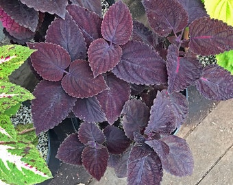 12+  COLEUS GIANT PALISANDRA Black Outdoor & Indoor Flower Seeds