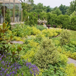 50 LADIES MANTLE Irish Silk, Alchemilla Mollis, Long Lasting Perennial SHADE Flower Seeds image 4