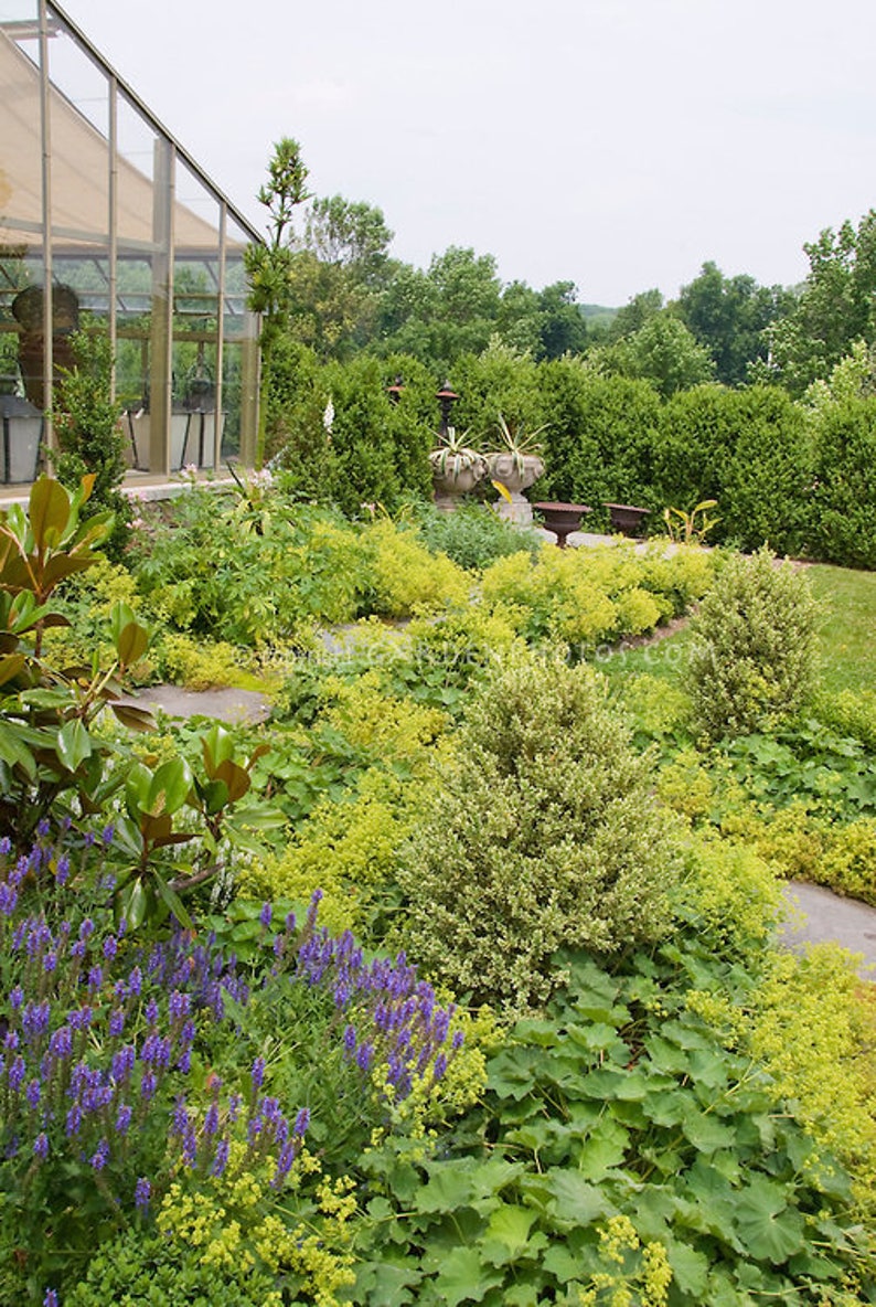 50 LADIES MANTLE Irish Silk, Alchemilla Mollis, Long Lasting Perennial SHADE Flower Seeds image 4