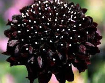 + de 50 graines de fleurs annuelles et vivaces SCABIOSA BLACK KNIGHT résistantes aux cerfs