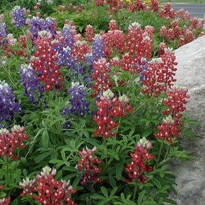 20+ RED RARE TEXAS Bluebonnet aka Lupine / Wild Hardy Perennial Flower Seeds