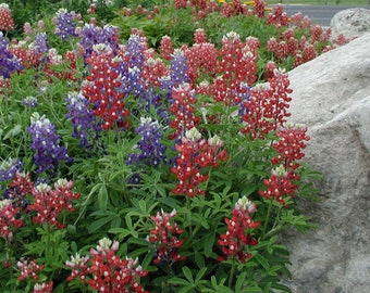 20+   RED "RARE"  TEXAS Bluebonnet aka Lupine / Wild Hardy Perennial Flower Seeds