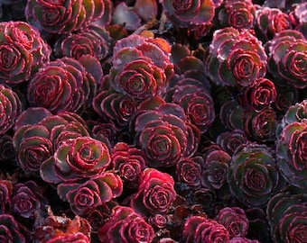 80+   SEDUM VOODOO, Red Succulent, Stonecrop Ground Cover Perennial Flower Seeds