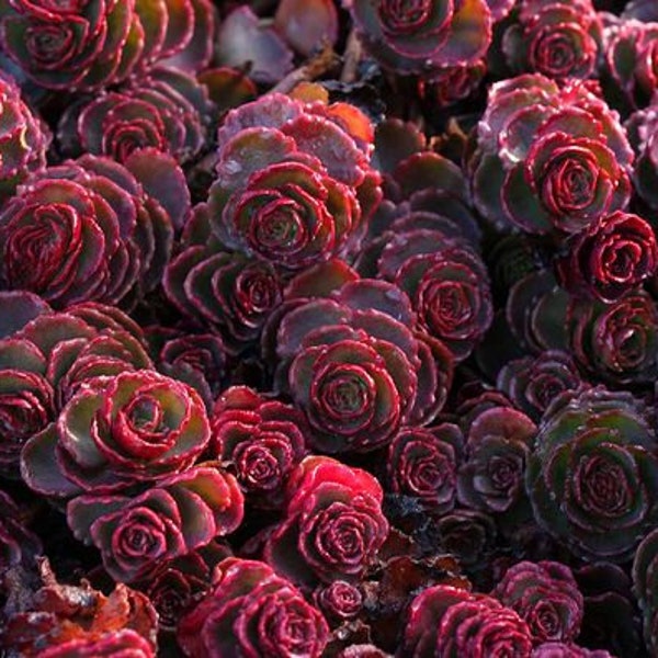 80+   SEDUM VOODOO, Red Succulent, Stonecrop Ground Cover Perennial Flower Seeds