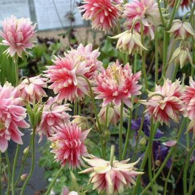 30 Aquilegia NORA BARLOW COLUMBINE / Perennial Shade or