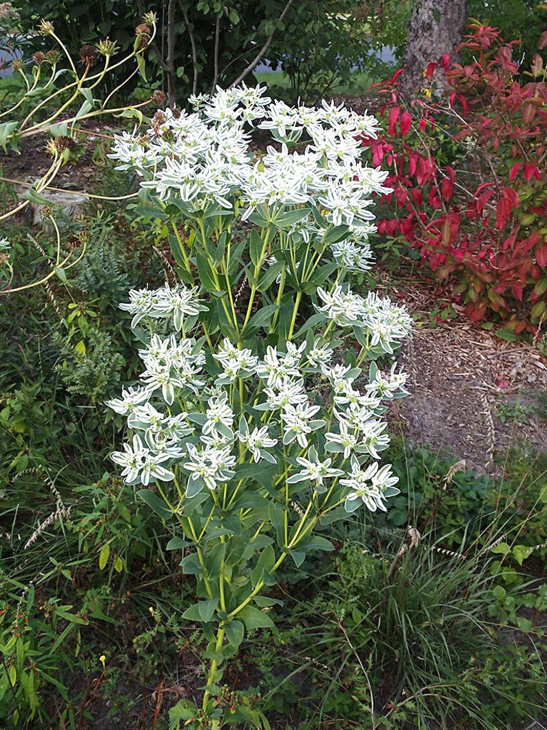 60 SNOW on the MOUNTAIN, Euphorbia Marginata Deer & Rabbit Resistant Annual Flower Seeds image 2