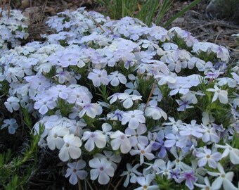 30+   PHLOX MOUNTAIN WHITE  Fragrant,  Northwest Native   Perennial Hardy Flower Seeds