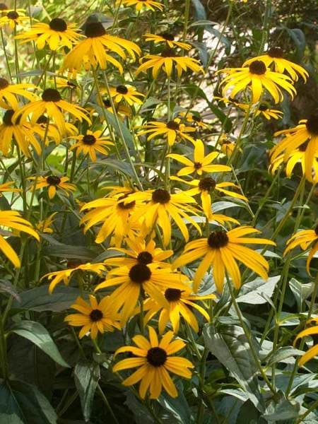 30 BLACK EYED SUSAN Rudbeckia Aka Cone Flower / Deer - Etsy