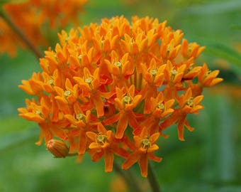 40+   MILKWEED Orange Wild Eastern North America NATIVE,  Asclepias tuberous / Perennial  Flower Seeds