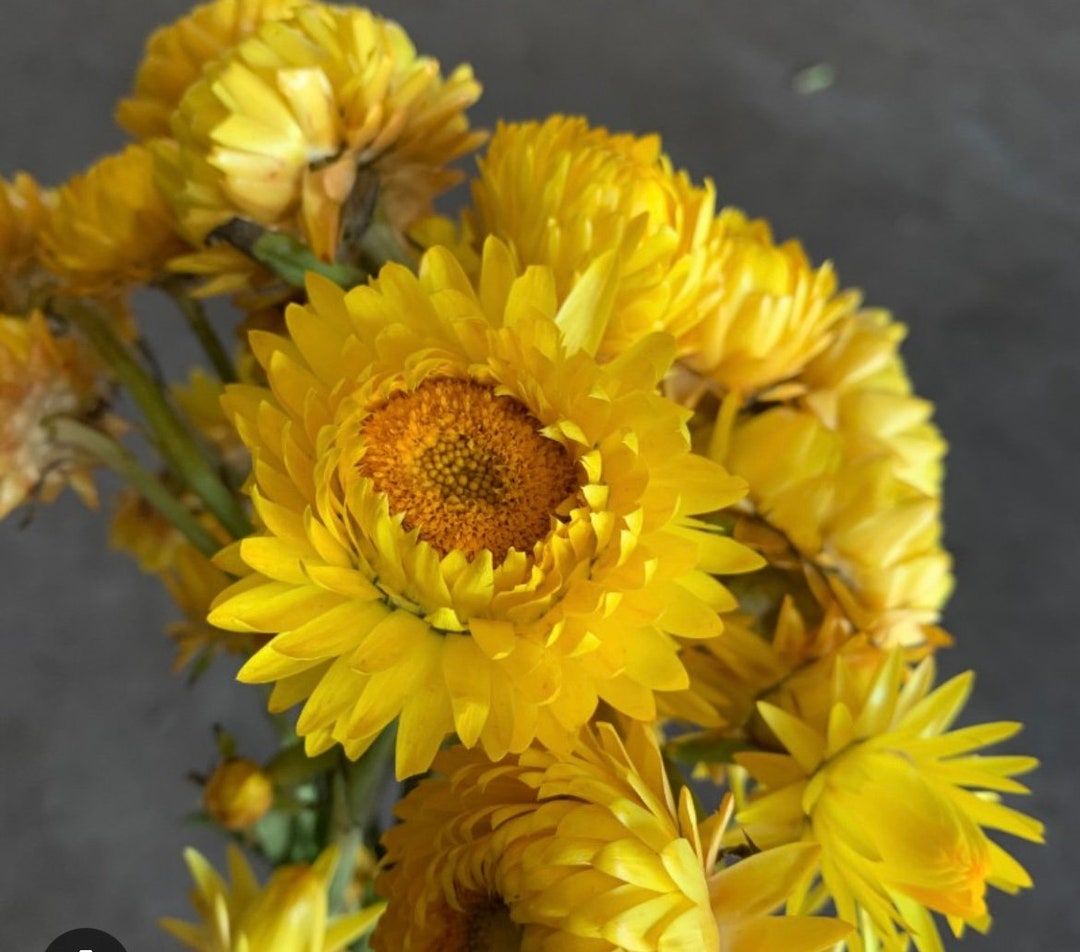 60 STRAWFLOWER GOLD Yellow, Everlasting HELICHRYSUM King Deer and