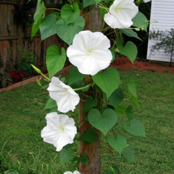 20+ MOON FLOWER FRAGRANT Night bloomer, White Morning Glory Fragrant Vine Flower Seeds