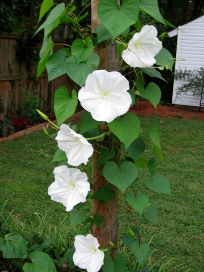 20 MOON FLOWER FRAGRANT Night Bloomer White Morning Glory Etsy