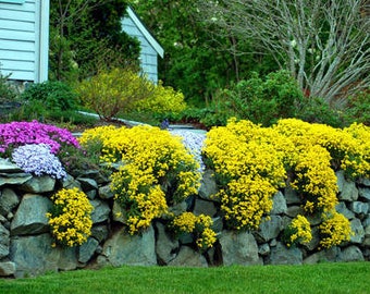 120+  ALYSSUM  Basket of Gold, aka Gold Dust   Perennial  Deer Resistant Easy Flower Seeds