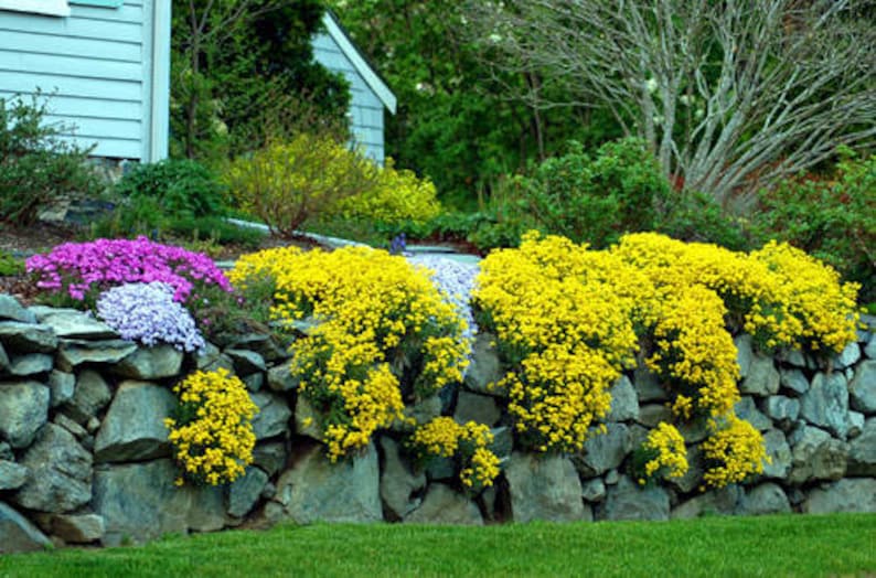 50 ALYSSUM Saxatile Basket of Gold aka Gold Dust / | Etsy