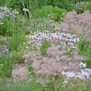 10 Geum PRAIRIE SMOKE, CHERRY Drop Native Perennial Deer Resistant Flower Seeds image 10