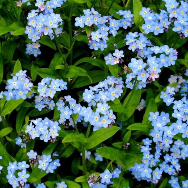 60+  FORGET-ME-NOT Marsh  Easy Perennial Deer  Resistant  Shade  Flower Seeds