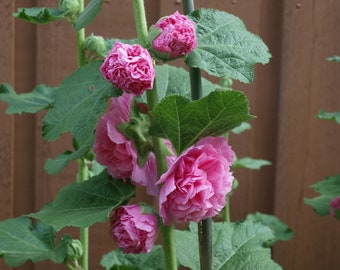40+   HOLLYHOCK  PINK  DOUBLE  Chaters , Alcea Rosea / Tall Perennial Hardy Flower Seeds