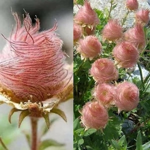 10 Geum PRAIRIE SMOKE, CHERRY Drop Native Perennial Deer Resistant Flower Seeds image 1