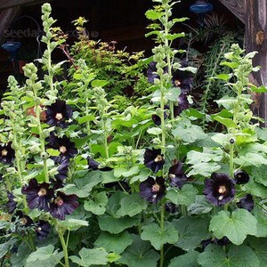 50 HOLLYHOCK BLACK Alcea Rosea, Nigra HEIRLOOM Perennial Deer Resistant Flower Seeds image 4