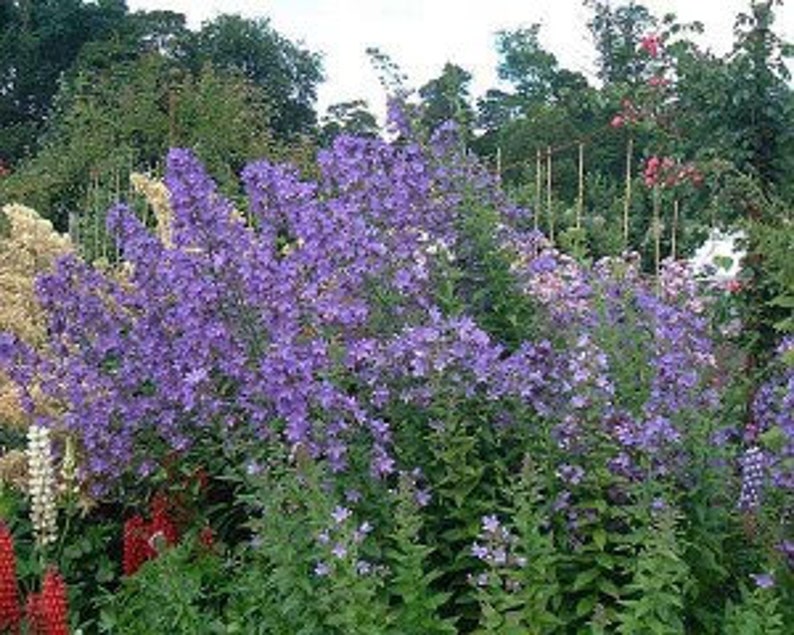 60 CAMPANULA PYRAMIDALIS MIX Chimney Bell Perennial Fragrant 4 6 Ft Tall Flower Seeds image 6