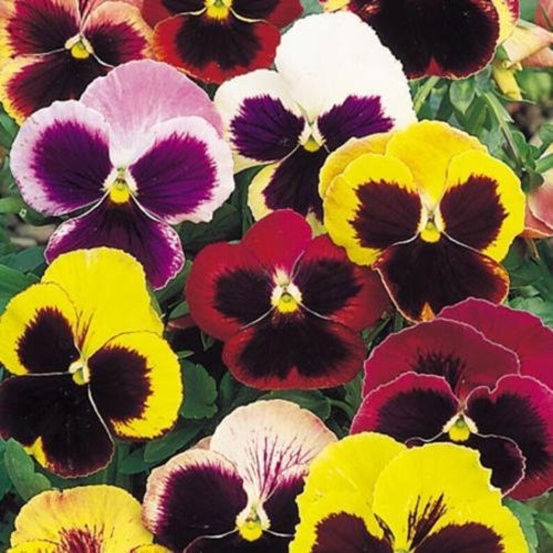 50 PANSY SWISS GIANT Mix aka Viola Edible Hardy Cool Weather Flower Seeds image 7