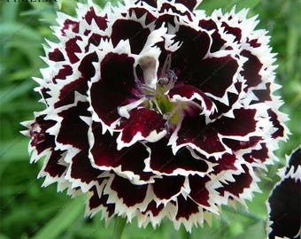 40+   DIANTHUS CARNATION  Black & White, Velvet N Lace /  Long Bloom Season Flower Seeds