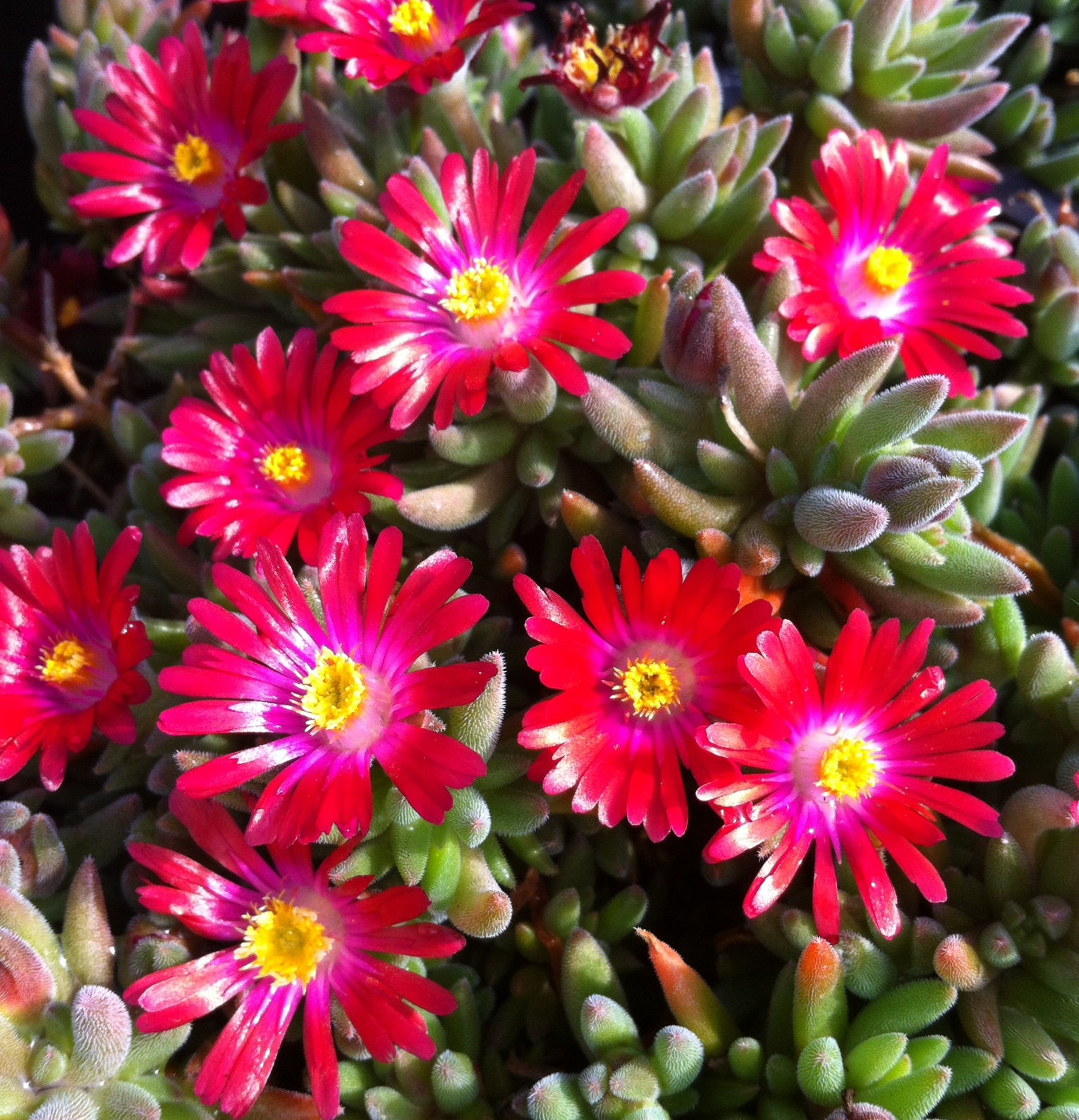 30 Delosperma Cooperii Brilliant Carmine Red Ground Cover Etsy 30 Delosperma Cooperii Brilliant Carmine Red Ground Cover Etsy