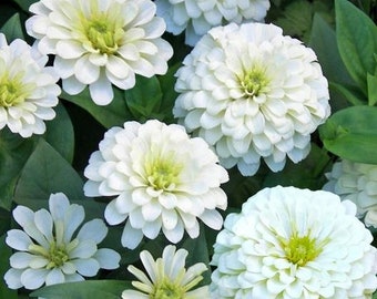 50+  ZINNIA DAHLIA Gold MEDAL White / Fast Hardy Annual / Hummingbird Butterfly Magnet / Flower Seeds