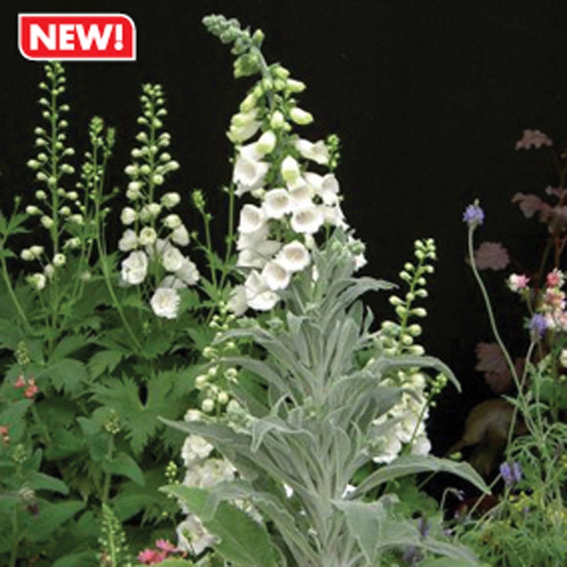 50 FOXGLOVE SILVER FOX Digitalis heywoodii / Hummingbird Etsy