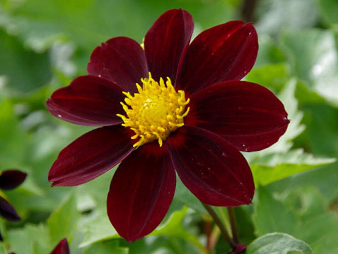 are dahlias deer and rabbit resistant