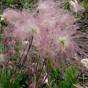 10 Geum PRAIRIE SMOKE, CHERRY Drop Native Perennial Deer Resistant Flower Seeds image 8