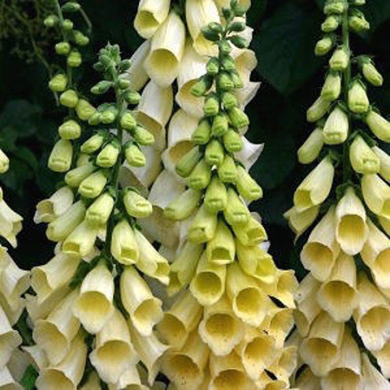 50 FOXGLOVE Digitalis Purpurea YELLOW SPEAR / Deer Etsy