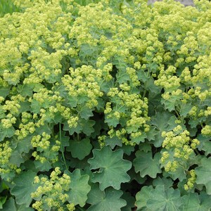 50 LADIES MANTLE Irish Silk, Alchemilla Mollis, Long Lasting Perennial SHADE Flower Seeds image 3